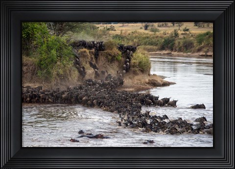 Framed Wildebeests crossing Mara River, Serengeti National Park, Tanzania Print