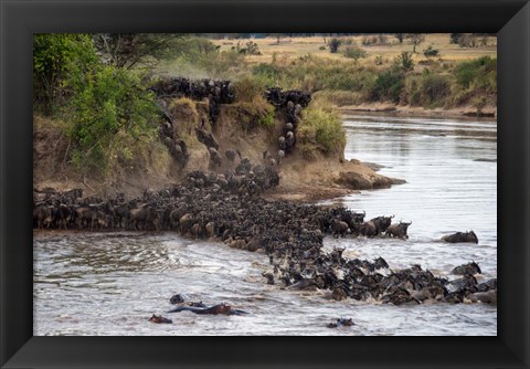 Framed Wildebeests crossing Mara River, Serengeti National Park, Tanzania Print