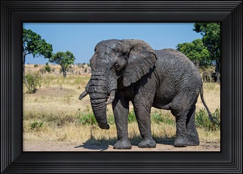 Framed African Elephant, Ndutu, Ngorongoro Conservation Area, Tanzania Print