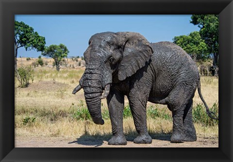 Framed African Elephant, Ndutu, Ngorongoro Conservation Area, Tanzania Print