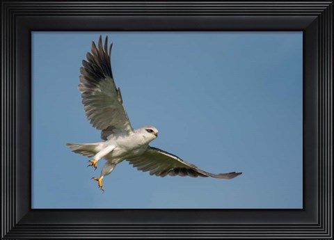 Framed Black-Shouldered Kite, Ngorongoro Conservation Area, Tanzania Print