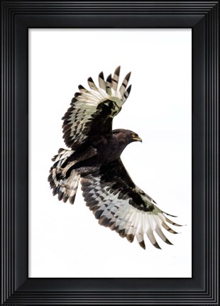 Framed Long-Crested Eagle, Ndutu, Ngorongoro Conservation Area, Tanzania Print