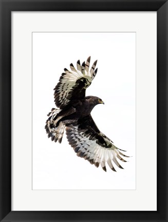 Framed Long-Crested Eagle, Ndutu, Ngorongoro Conservation Area, Tanzania Print