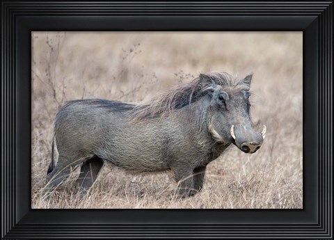 Framed Warthog,Tarangire National Park, Tanzania Print