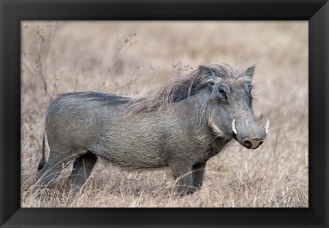 Framed Warthog,Tarangire National Park, Tanzania Print