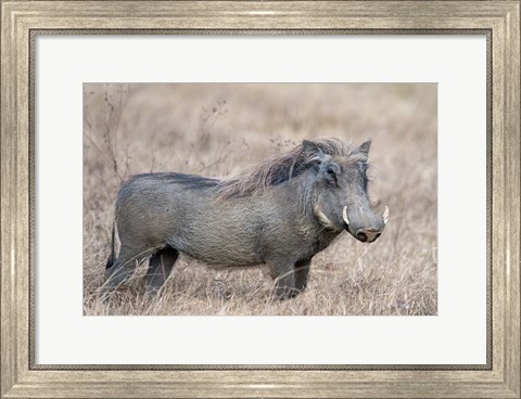 Framed Warthog,Tarangire National Park, Tanzania Print