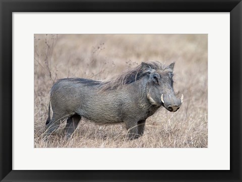 Framed Warthog,Tarangire National Park, Tanzania Print