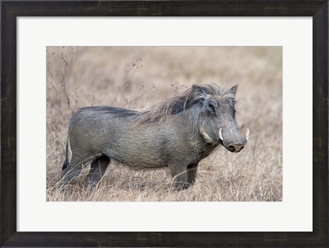 Framed Warthog,Tarangire National Park, Tanzania Print