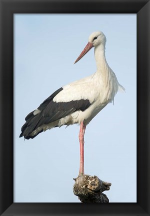 Framed White Stork, Ndutu, Ngorongoro Conservation Area, Tanzania Print