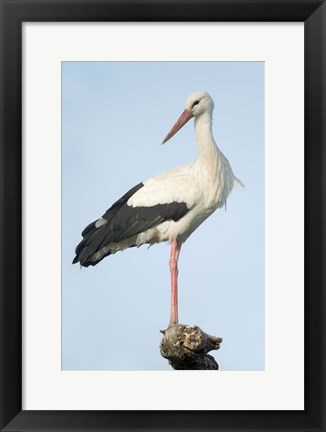 Framed White Stork, Ndutu, Ngorongoro Conservation Area, Tanzania Print