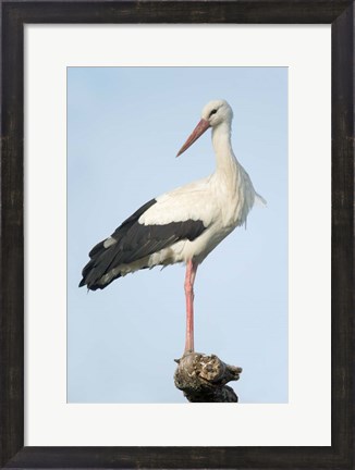 Framed White Stork, Ndutu, Ngorongoro Conservation Area, Tanzania Print
