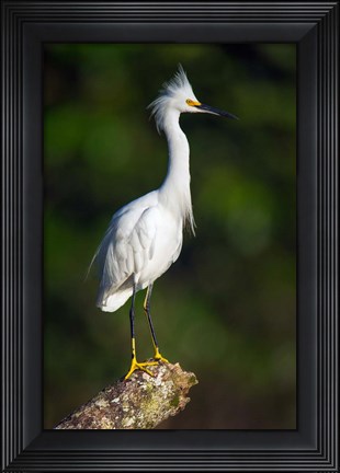 Framed Snowy Egret, Tortuguero, Costa Rica Print