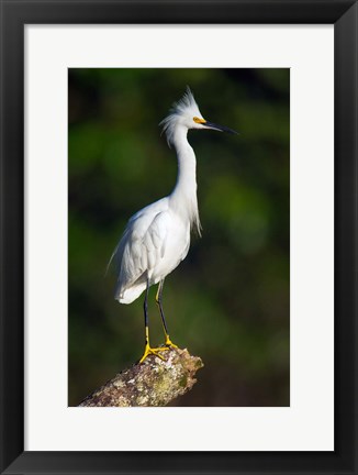 Framed Snowy Egret, Tortuguero, Costa Rica Print
