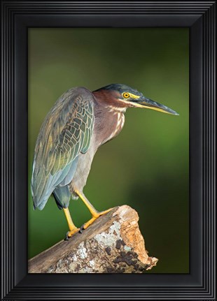 Framed Green Heron, Tortuguero, Costa Rica Print