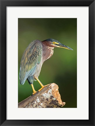 Framed Green Heron, Tortuguero, Costa Rica Print