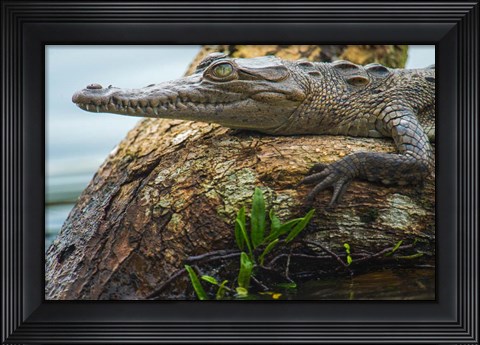 Framed American Crocodile, Tortuguero, Costa Rica Print