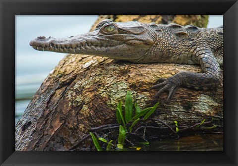 Framed American Crocodile, Tortuguero, Costa Rica Print