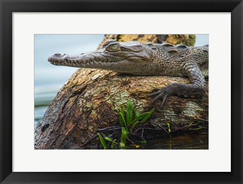 Framed American Crocodile, Tortuguero, Costa Rica Print