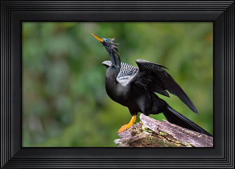 Framed Anhinga, Tortuguero, Costa Rica Print