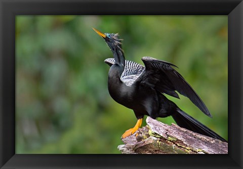 Framed Anhinga, Tortuguero, Costa Rica Print