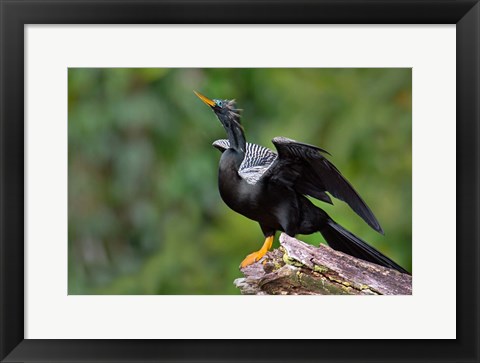 Framed Anhinga, Tortuguero, Costa Rica Print