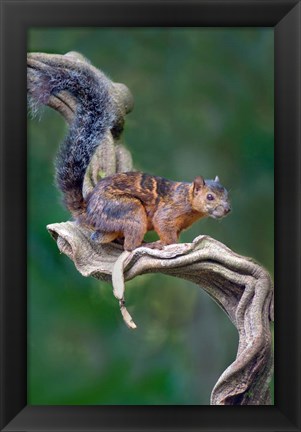 Framed Variegated Squirrel, Sarapiqui, Costa Rica Print