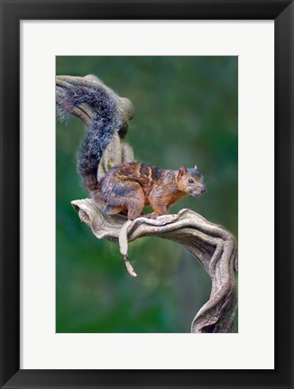 Framed Variegated Squirrel, Sarapiqui, Costa Rica Print