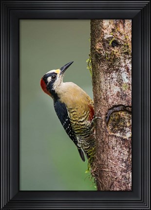 Framed Black-Cheeked Woodpecker, Sarapiqui, Costa Rica Print