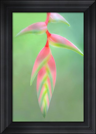 Framed Heliconia Flower, Sarapiqui, Costa Rica Print