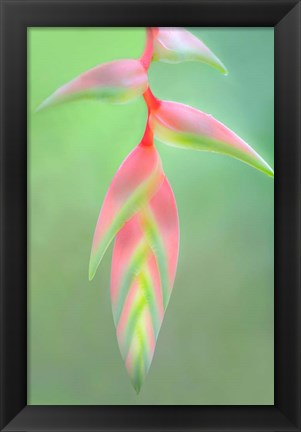 Framed Heliconia Flower, Sarapiqui, Costa Rica Print