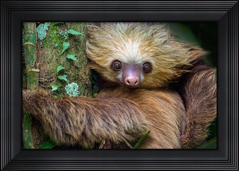 Framed Two-Toed Sloth, Tortuguero, Costa Rica Print