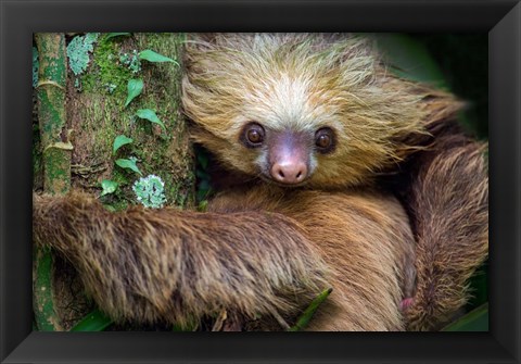 Framed Two-Toed Sloth, Tortuguero, Costa Rica Print