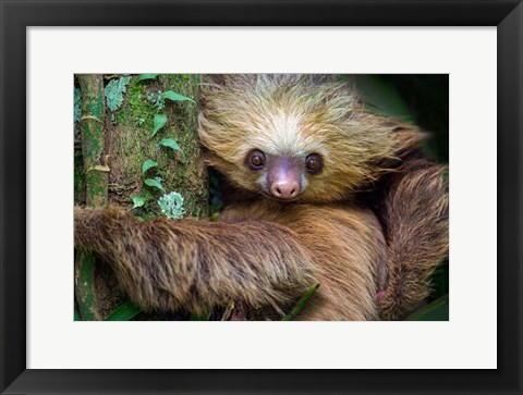Framed Two-Toed Sloth, Tortuguero, Costa Rica Print