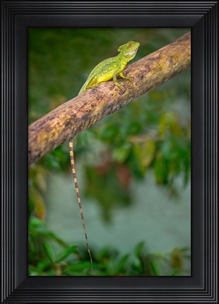 Framed Plumed Basilisk, Costa Rica Print