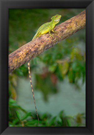 Framed Plumed Basilisk, Costa Rica Print