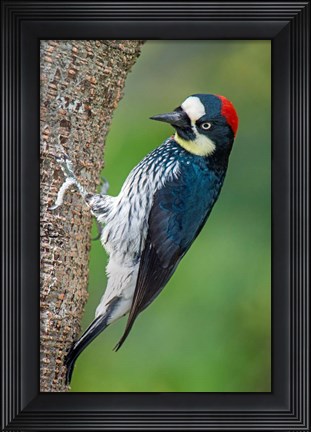 Framed Acorn Woodpecker, Costa Rica Print
