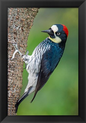 Framed Acorn Woodpecker, Costa Rica Print