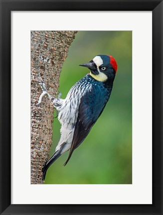 Framed Acorn Woodpecker, Costa Rica Print