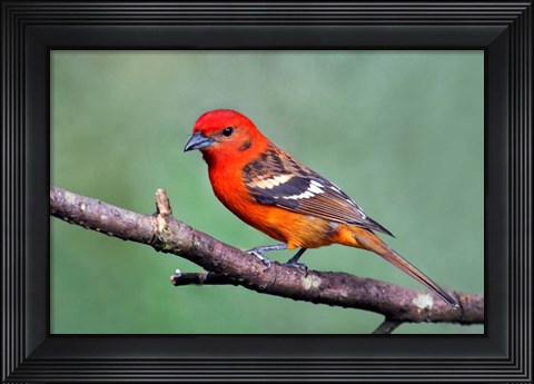 Framed Flame-Colored Tanager Savegre, Costa Rica Print