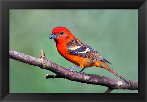 Framed Flame-Colored Tanager Savegre, Costa Rica Print