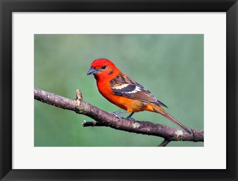 Framed Flame-Colored Tanager Savegre, Costa Rica Print