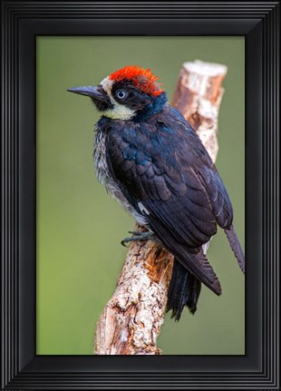 Framed Black Acorn Woodpecker, Savegre, Costa Rica Print