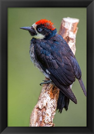 Framed Black Acorn Woodpecker, Savegre, Costa Rica Print