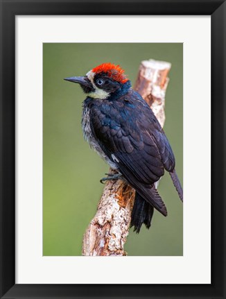 Framed Black Acorn Woodpecker, Savegre, Costa Rica Print