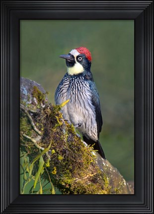 Framed Acorn Woodpecker, Savegre, Costa Rica (vertical) Print