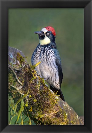 Framed Acorn Woodpecker, Savegre, Costa Rica (vertical) Print
