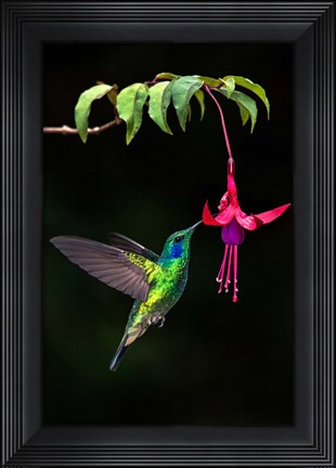 Framed Green Violetear, Savegre, Costa Rica Print