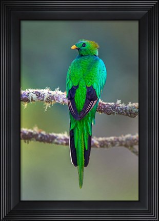 Framed Bird on a Branch, Savegre, Costa Rica Print