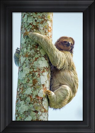 Framed Three-Toed Sloth, Sarapiqui, Costa Rica Print