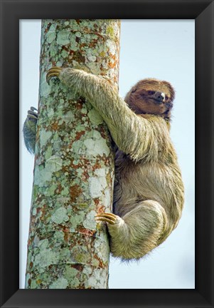 Framed Three-Toed Sloth, Sarapiqui, Costa Rica Print